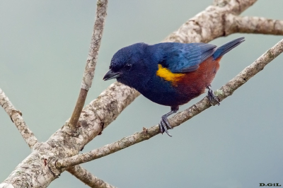 FERRO VELHO (Euphonia pectoralis)